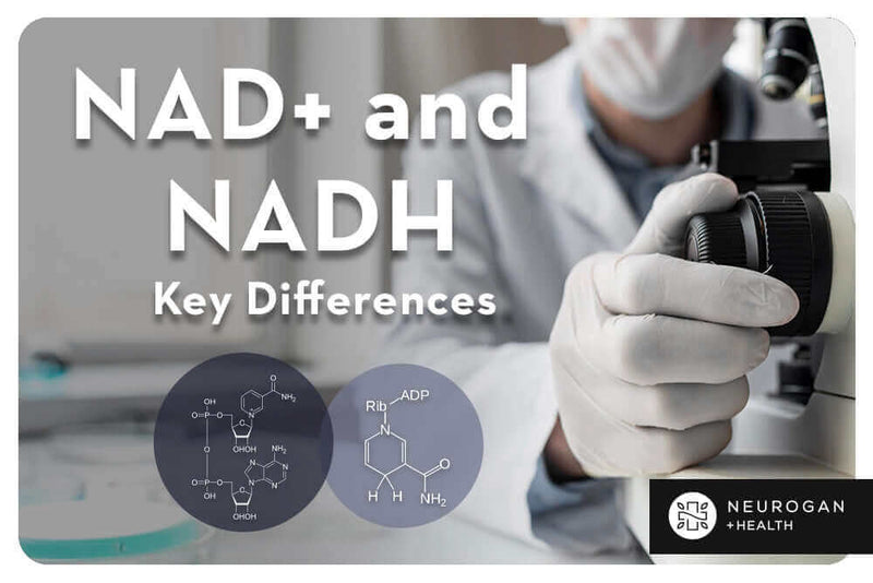 NADH vs. NAD | Diferencias, similitudes y efectos