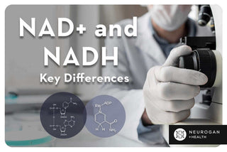 Scientist using a microscope with NAD+ and NADH molecular structures shown, highlighting their key differences.