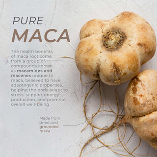 Close-up of dried maca root highlighting its natural adaptogenic and energy-supporting properties.