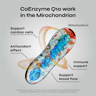 Illustration of CoEnzyme Q10 functions in the mitochondrion, including cardiac support, immune support, antioxidant effect, and blood flow support.