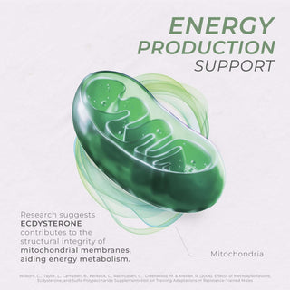 Mitochondria illustration showing Ecdysterone’s support for energy metabolism and cell function.