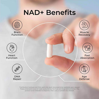 NAD+ Cell Renewer capsule held by fingers, with benefits like brain function, heart health, fast absorption, and muscle recovery*.