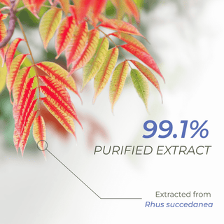 Image showcasing Rhus succedanea leaves with label indicating 99.1% purified extract.