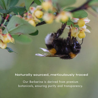 Bee on flower symbolizing Neurogan Berberine’s natural sourcing from premium botanicals for purity and transparency.