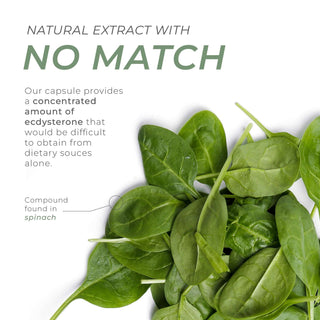 Fresh spinach leaves showing natural source of Ecdysterone compound in dietary form.