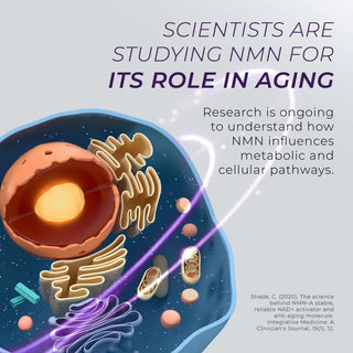 Scientific illustration of cell components highlighting NMN’s role in aging and cellular pathways.