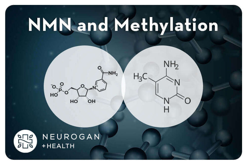 NMN and Methylation