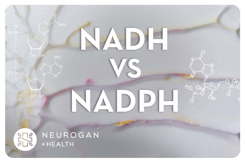 NADH vs NADPH: What’s The Difference?
