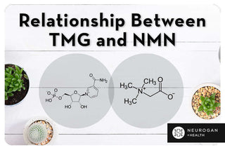 Tmg Base Structure TMG and NMN Guide | Dosage, Ratio & Effect – Neurogan Health