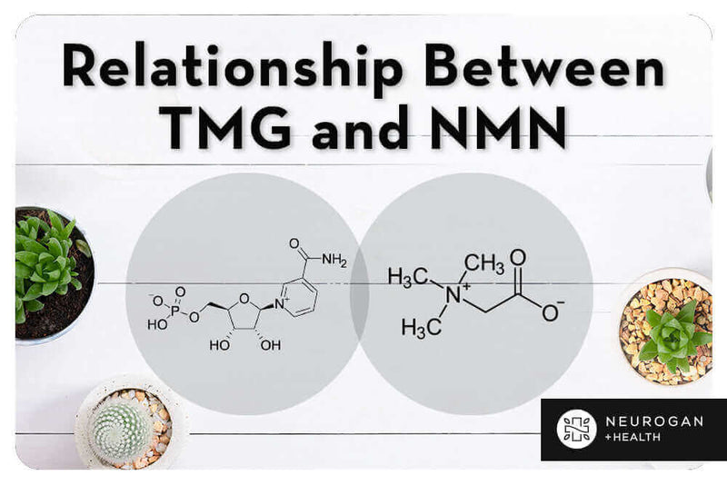 TMG and NMN Combination Guide