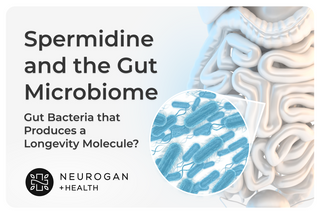 Neurogan Health graphic titled ‘Spermidine and the Gut Microbiome’ featuring a stylized digestive tract illustration, magnified blue gut bacteria, and the Neurogan +Health logo.