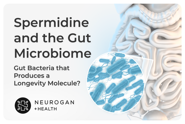 Neurogan Health graphic titled ‘Spermidine and the Gut Microbiome’ featuring a stylized digestive tract illustration, magnified blue gut bacteria, and the Neurogan +Health logo.