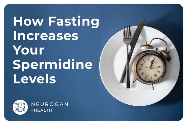 Graphic showing a plate with a fork, knife, and alarm clock beside the text “How fasting increases your spermidine levels.”