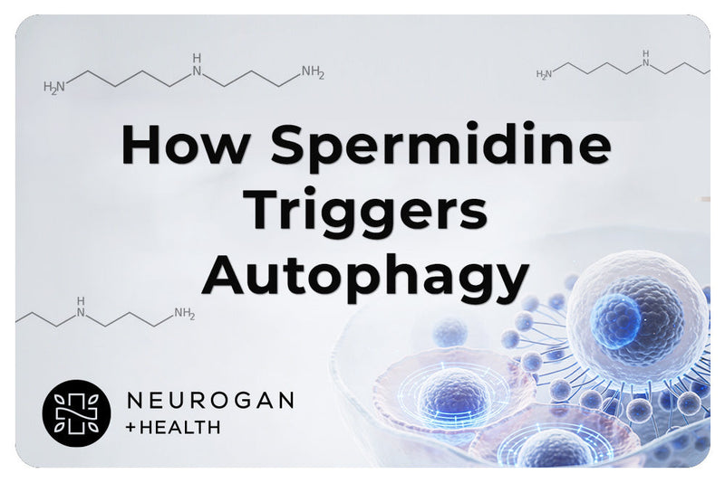 How Spermidine Triggers Autophagy: The Cellular Self-Cleaning Mechanism Explained