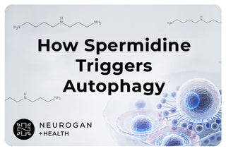“How Spermidine Triggers Autophagy” with molecular diagrams and a 3D cell illustration with blue highlights, plus Neurogan + Health logo.