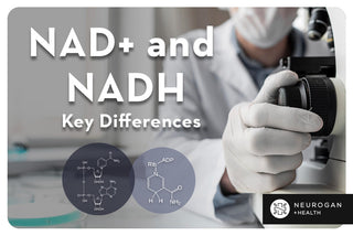 What's The Difference Between NAD+ And NADH?