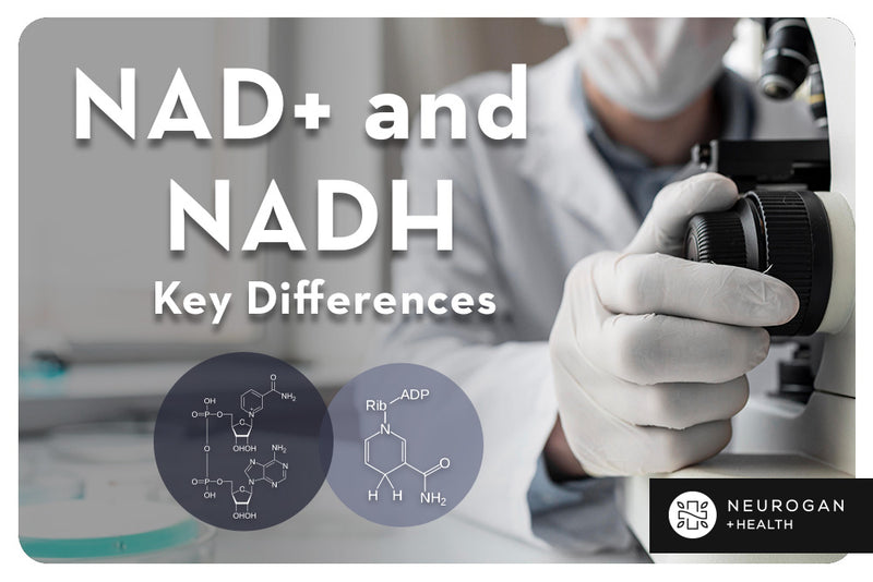 What's The Difference Between NAD+ And NADH?