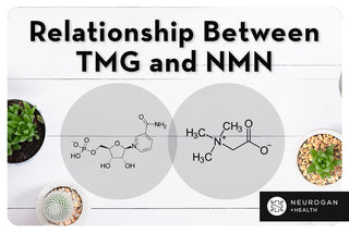 NMN and TMG chemical structure. Text: Relationship between TMG and NMN