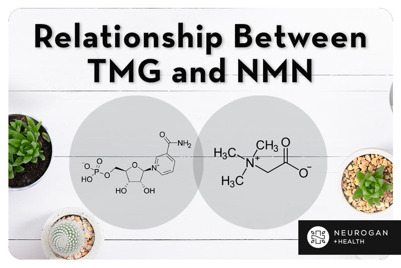 Relación entre TMG y NMN