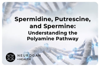 Banner showing a stylized DNA strand with glowing blue charged particles, overlaid with the text ‘Spermidine, Putrescine, and Spermine: Understanding the Polyamine Pathway’ and Neurogan Health logo.