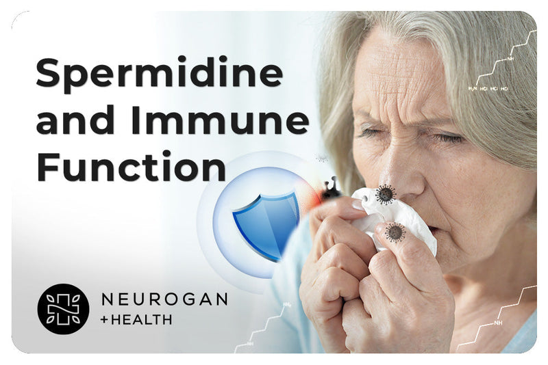 Spermidine and Immune Function: Fighting Immunosenescence With Polyamines