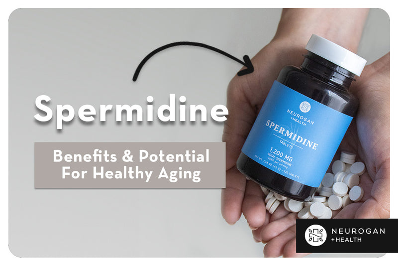Spermidine Benefits & Potential For Healthy Aging