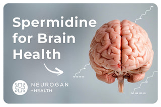 Spermidine for Brain Health: Can It Protect Against Cognitive Decline?