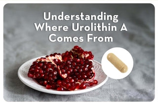 Urolithin A Foods: Source & Origin