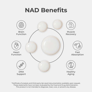 NAD+ Liquid Drops benefits: brain function, muscle recovery, heart function, fast absorption, DNA support, healthy aging.