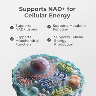 Liposomal NAD+ Capsules support NAD+ levels, cellular energy production, and mitochondrial function for better metabolism.
