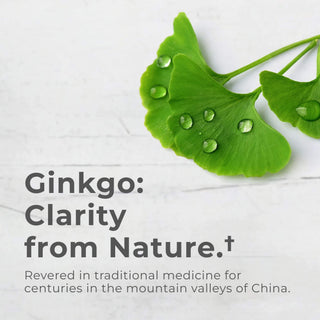 Ginkgo leaves with water droplets, highlighting natural clarity from Ginkgo Biloba for memory support.