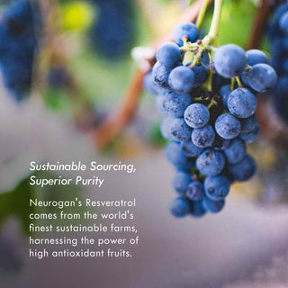 Close-up of antioxidant-rich grapes used in Neurogan’s Resveratrol sourced from sustainable farms for purity.