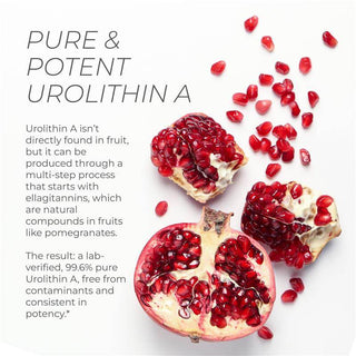 Pomegranate image with description of Urolithin A production from ellagitannins in fruit.