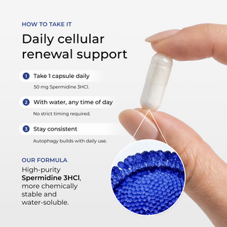 'How To Take It: Daily cellular renewal support' graphic for Neurogan Health Spermidine Pro showing fingers holding a single white capsule with a magnified blue molecular-structure inset, listing three steps (take 1 capsule daily, 50 mg Spermidine 3HCl; with water, any time of day; stay consistent) and an 'Our Formula' note on high-purity, water-soluble Spermidine 3HCl.