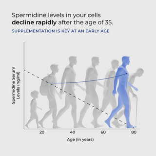 'Spermidine levels in your cells decline rapidly after the age of 35' infographic showing silhouettes aging from childhood to elderly with a dashed line charting declining Spermidine Serum Levels (ng/mL) by age from 20 to 80, and a solid blue arrow reading 'Supplementation is key at an early age.'